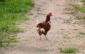 Little thin chicken standing on the road in the village