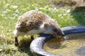 A little thirsty hedgehog goes to the bird bath and drinks water