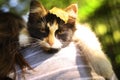 Little three colored kitten lay on human shoulder