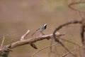 Little thrush woodpecker