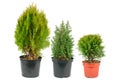 Little thuja,cypress and juniper in flower pots isolated on white. Collage Royalty Free Stock Photo