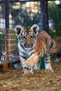 Little tiger cubs playing. young Tiger Royalty Free Stock Photo