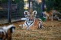 Little tiger cubs playing. young Tiger