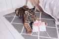 Tiger plays with a Christmas present on the floor