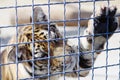 A tiger plays with an ostrich feather in a zoo