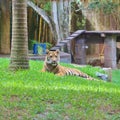 A little tiger rests in the grass