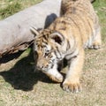 Little tiger running, srgb image