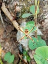 The little tiger spider spun its web