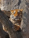 Little tiger on a tree Royalty Free Stock Photo