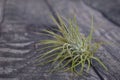 Little tillandsia, beautiful type of air plant