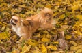 Little tinny Pekingese dog joyful on a street