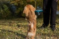 Little tinny Pekingese dog joyful on a street