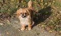 Little tinny Pekingese dog joyful on a street