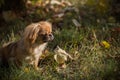 Little tinny Pekingese dog joyful on a street