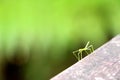 Little tiny baby stick insect Royalty Free Stock Photo