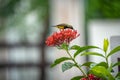 The little tiny bird is standing and eating carpel of red spike flower