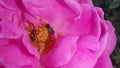 little tiny insects bees on rose pollens Royalty Free Stock Photo