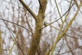 Little tit bird sitting in the branches of a tree Royalty Free Stock Photo