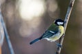 Little tit sitting on tree branch. Springtime photo of bird