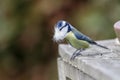 Little titmouse with nest material in her beak