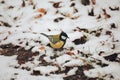 Titmouse is sitting on the first fall of snow