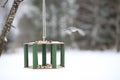 Little titmouse on the trough eats. Winter bird