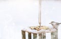 Little titmouse on the trough eats. Winter bird Royalty Free Stock Photo