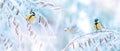 Little tits in a fairy-tale snowy forest. Christmas image. Winter wonderland. Banner format. Royalty Free Stock Photo