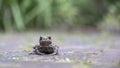 Little toad sitting on pavement