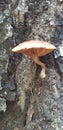 Little Toadstool in Conway National Park