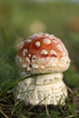 Little toadstool in the grass