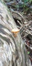 Little Toadstool on a Log