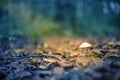 Little toadstool in sunbeam Royalty Free Stock Photo