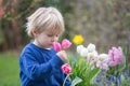 Little toddler blond boy, child, holding vase with tulips for mom, gift for Mother`s day
