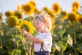 Little toddler boy, child in sunflower field, playing with big flower Royalty Free Stock Photo