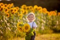 Little toddler boy, child in sunflower field, playing with big flower Royalty Free Stock Photo