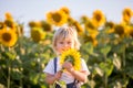 Little toddler boy, child in sunflower field, playing with big flower Royalty Free Stock Photo