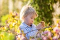 Little toddler boy, eating chocolate bunny in garden on sunset, easter eggs Royalty Free Stock Photo