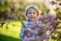 Little toddler boy, eating chocolate bunny garden on sunset, easter eggs around him Royalty Free Stock Photo