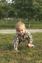 Little toddler boy eating red apple in orchard Royalty Free Stock Photo
