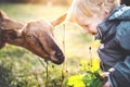 A little toddler boy feeding a goat outdoors on a meadow at sunset. Royalty Free Stock Photo