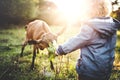 A little toddler boy feeding a goat outdoors on a meadow at sunset. Royalty Free Stock Photo
