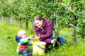 Little toddler boy and mother picking red apples in orchard Royalty Free Stock Photo