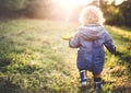 A little toddler boy walking outdoors on a meadow at sunset. Rear view. Royalty Free Stock Photo