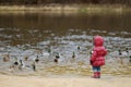 Little toddler girl feeding ducks at autumn Royalty Free Stock Photo