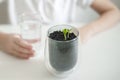 Little toddler girl is holding a transparent glass with water and watering young plant. Caring for a new life. The child`s hands Royalty Free Stock Photo