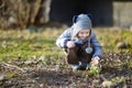 Little toddler girl touching snowdrops Royalty Free Stock Photo