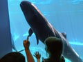 A little toddler and mom and a false killer whale saying hello to each other