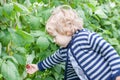 Little toddler picking raspberry