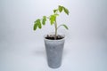 Little tomato plant in a plastic cup in spring Royalty Free Stock Photo